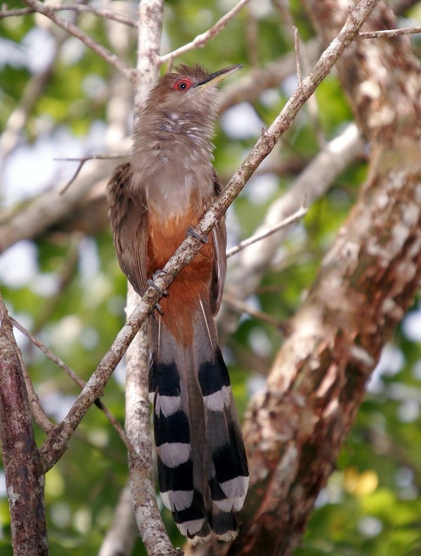 Superbes images d'oiseaux