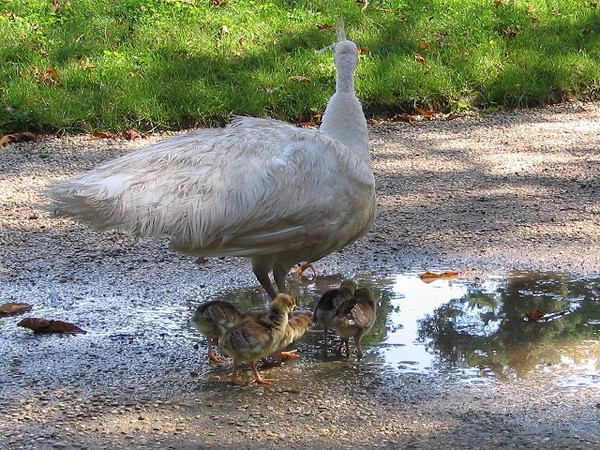 Superbes images d'oiseaux