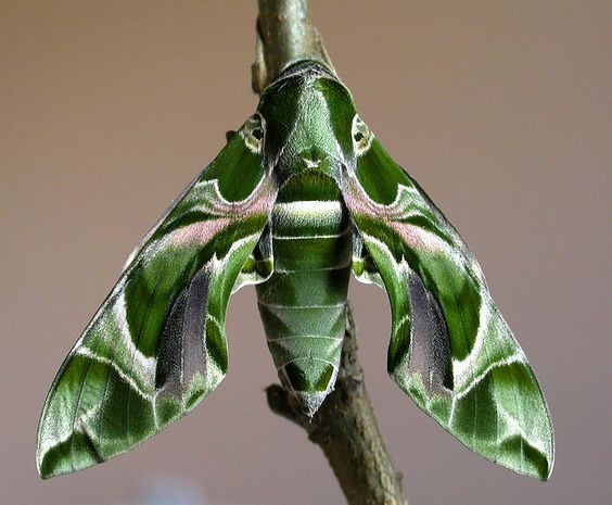 Superbe papillon