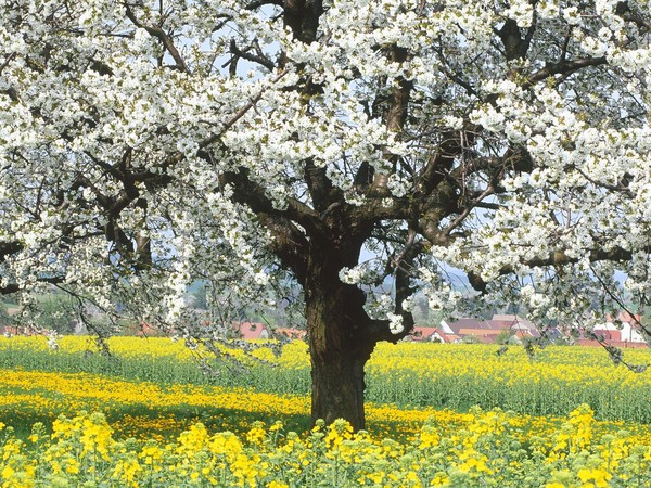 Paysages -Printemps -Eté