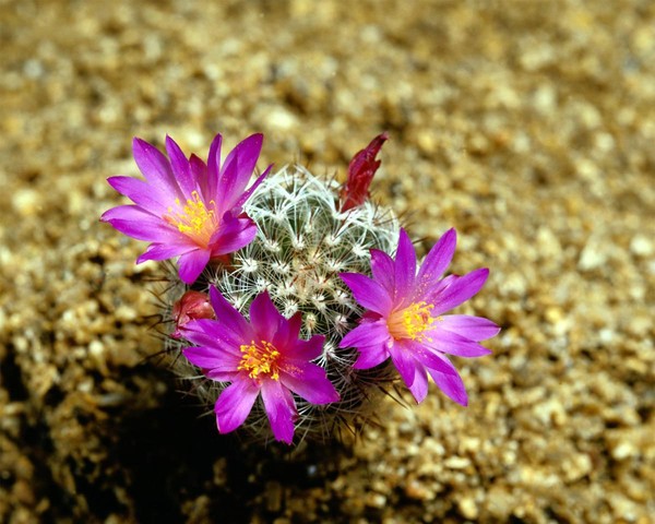 Fleurs de Cactus