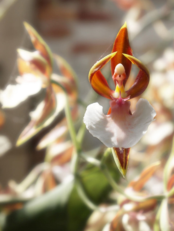 Orchidée insolite 