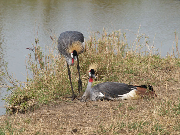 Superbes images d'oiseaux