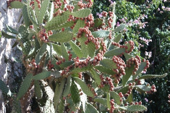 Fleurs de Cactus