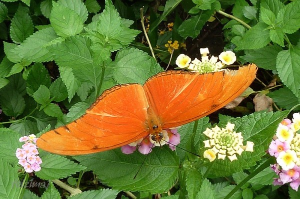 Superbes papillons