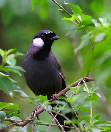 Superbes images d'oiseaux