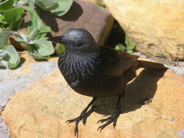 Superbes images d'oiseaux