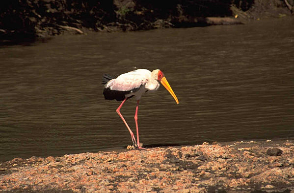 Superbes images d'oiseaux