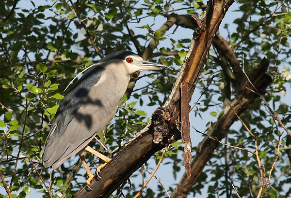 Superbes images d'oiseaux