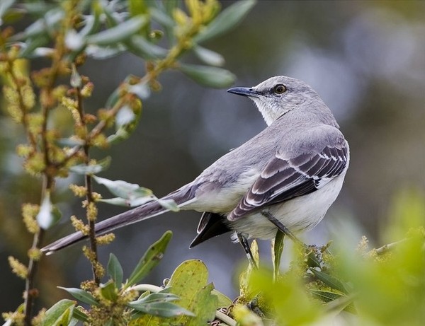 Superbes images d'oiseaux