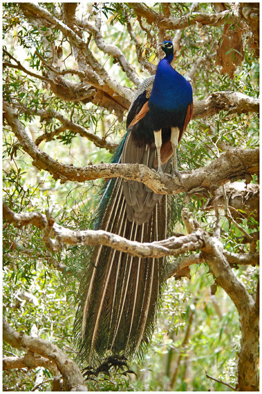 Superbes images d'oiseaux