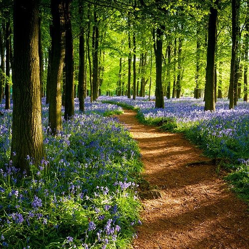 Sous bois au printemps