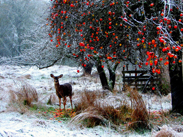 Paysage d'hiver