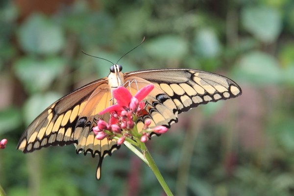 Superbes papillons