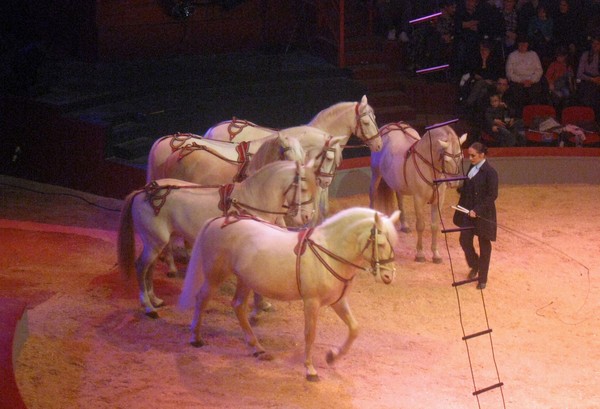 Amiens-Le cirque Arlette Gruss