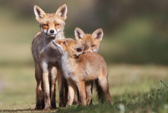 Belles familles