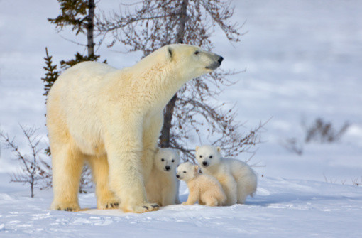 Belles familles