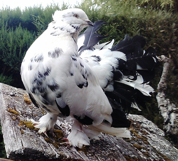 Superbes images d'oiseaux