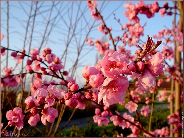 Paysages -Printemps -Eté