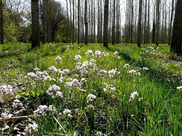 Paysages -Printemps -Eté