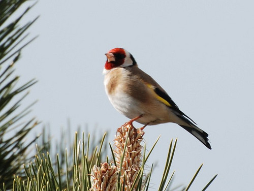 Superbes images d'oiseaux