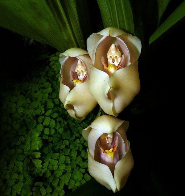 Orchidées insolites