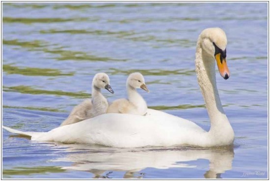 Superbes images d'oiseaux