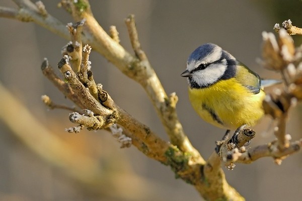 Superbes images d'oiseaux