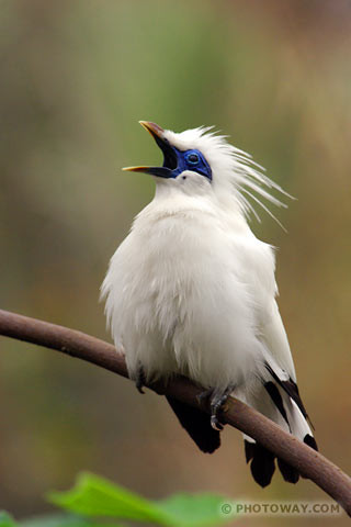 Superbe image d'oiseaux