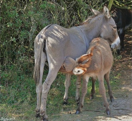 Belle famille