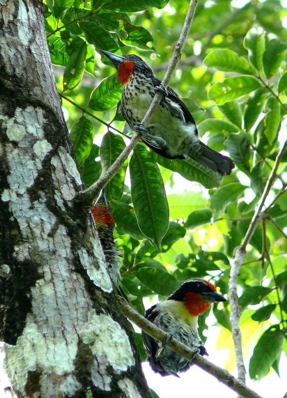 Superbes images d'oiseaux