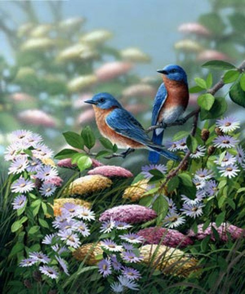 Superbes peintures d'oiseaux