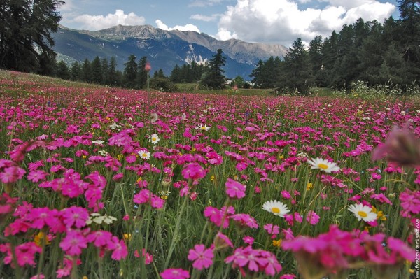 Paysages -Printemps -Eté