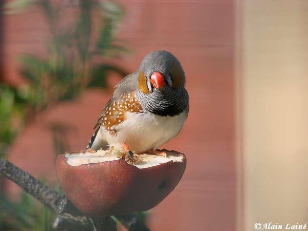 Superbes images d'oiseaux