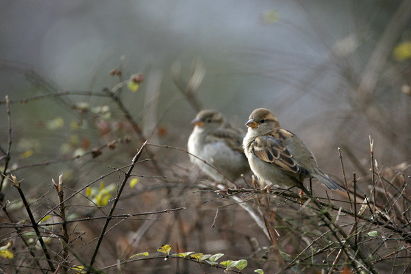 Superbes images d'oiseaux