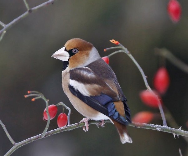 Superbes images d'oiseaux