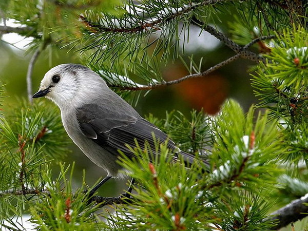 Superbe image d'oiseaux