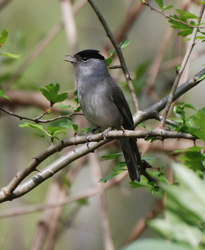 Superbes images d'oiseaux