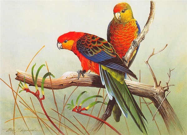 Superbe peinture d'oiseaux