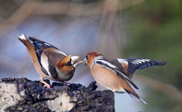 Superbes images d'oiseaux