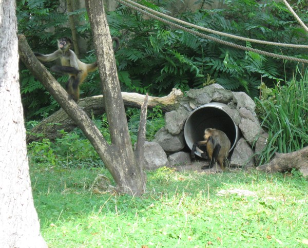 Zoo d'Amiens-2012