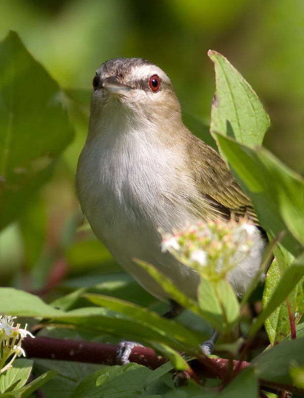 Superbes images d'oiseaux