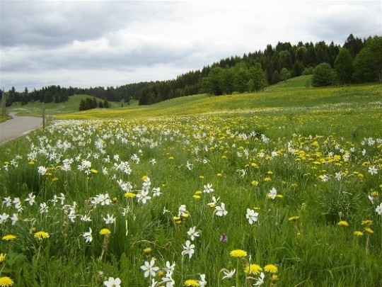 Paysages -Printemps -Eté