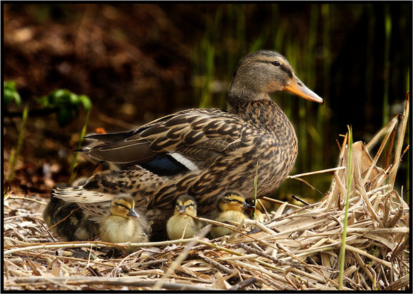 Belles familles