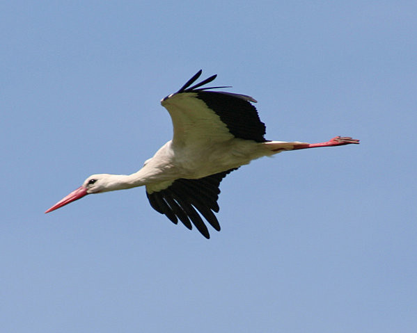 Superbes images d'oiseaux