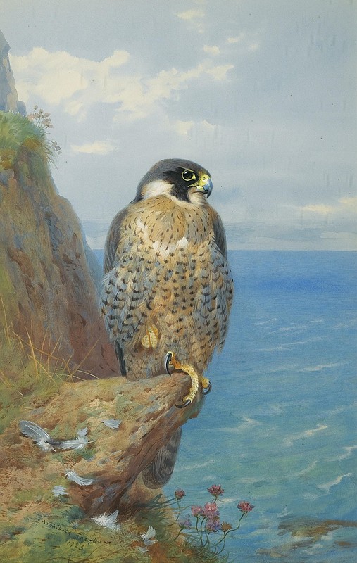 Superbes peintures d'oiseaux