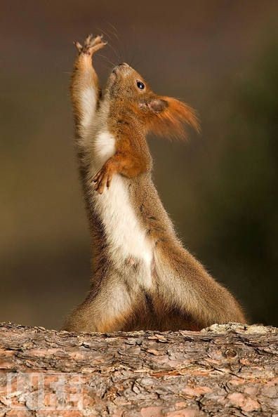 Belle image d'écureuil