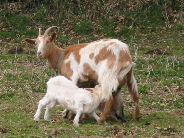 Belle famille