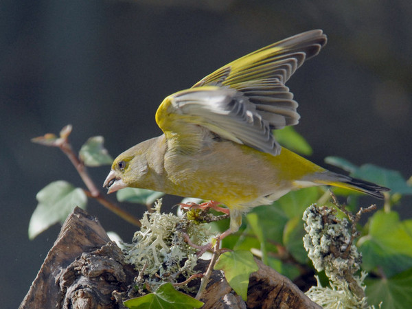 Superbes images d'oiseaux