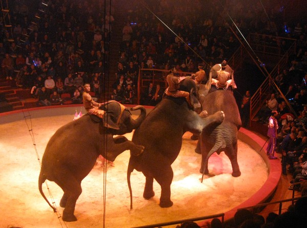 Amiens- Cirque Arlette Gruss